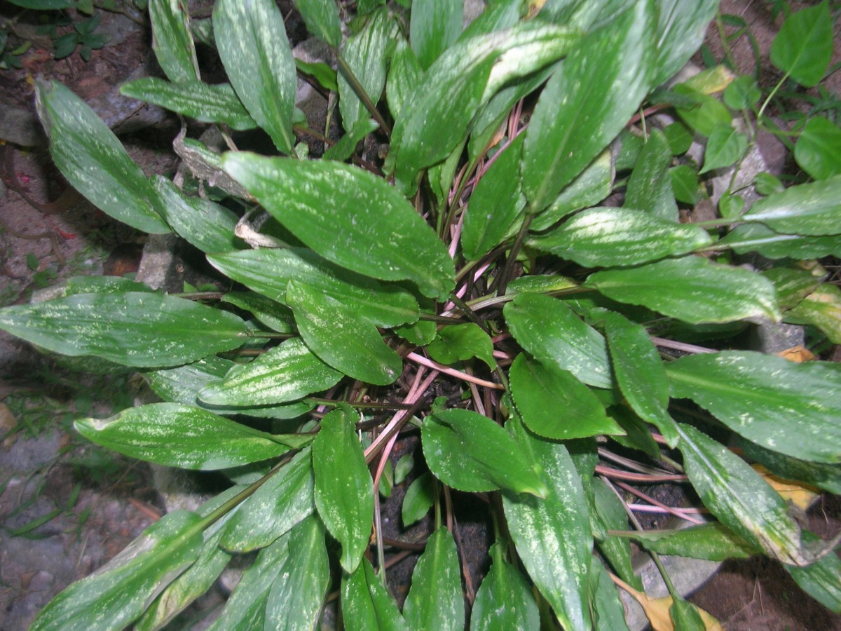 Cryptocoryne